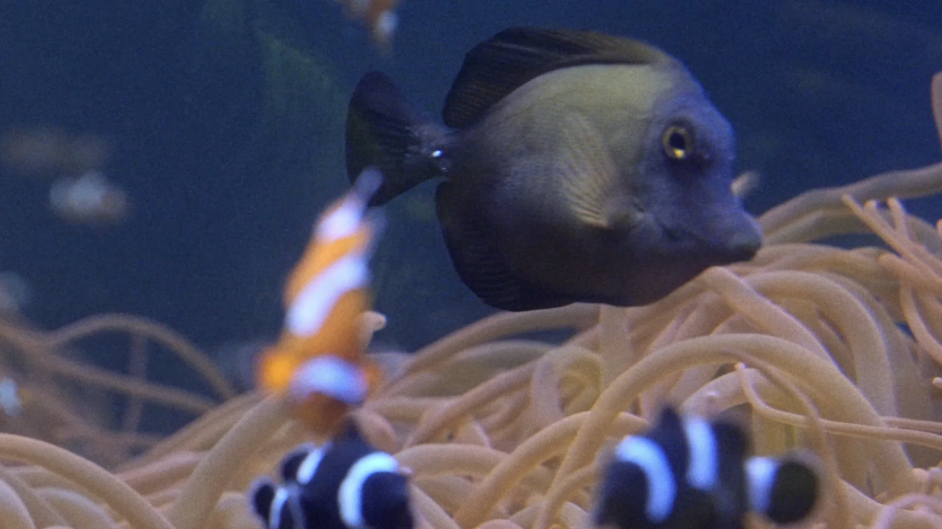 Fish moving through anemones in Noise