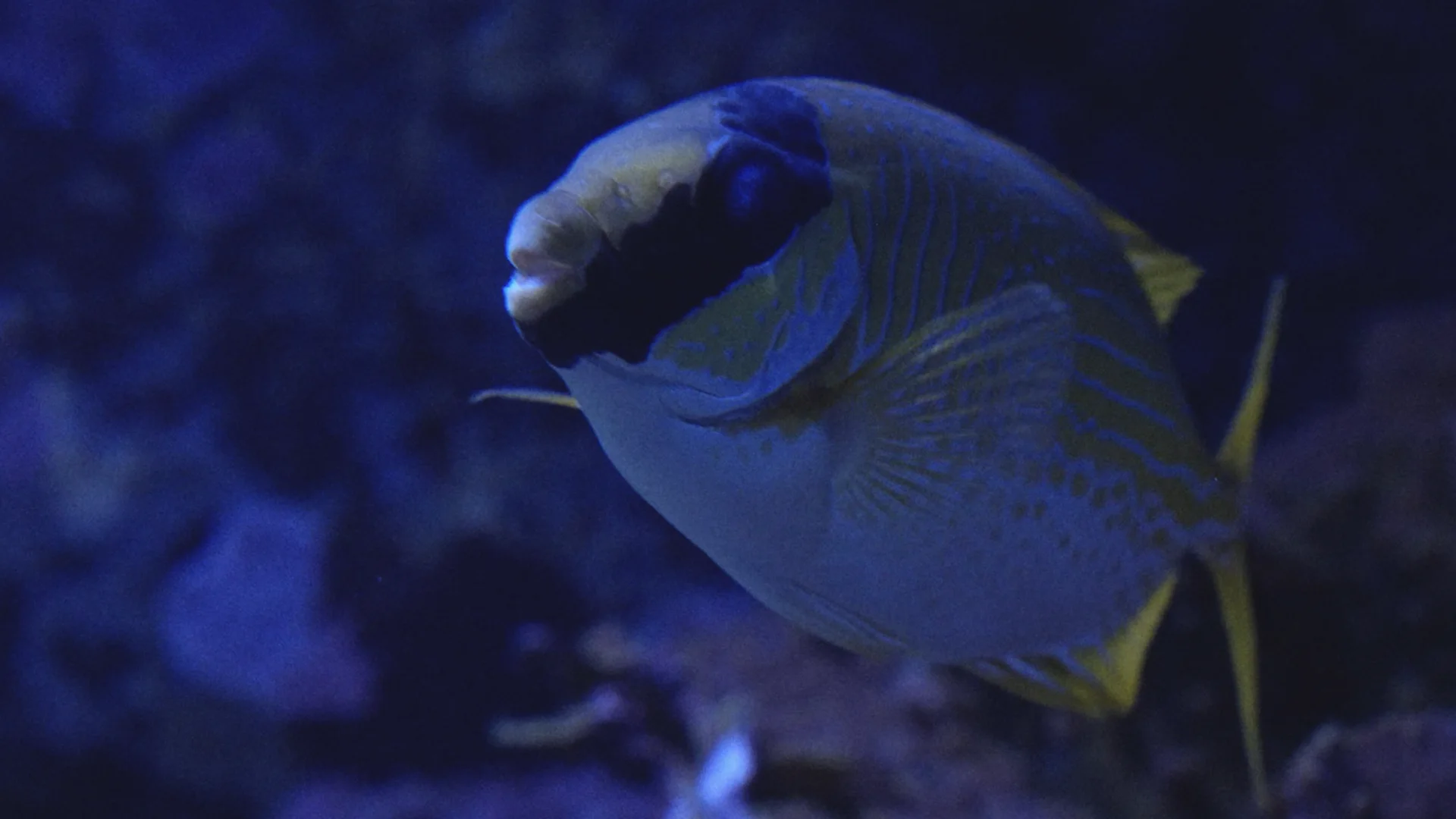 Blue tropical fish filmed for Noise
