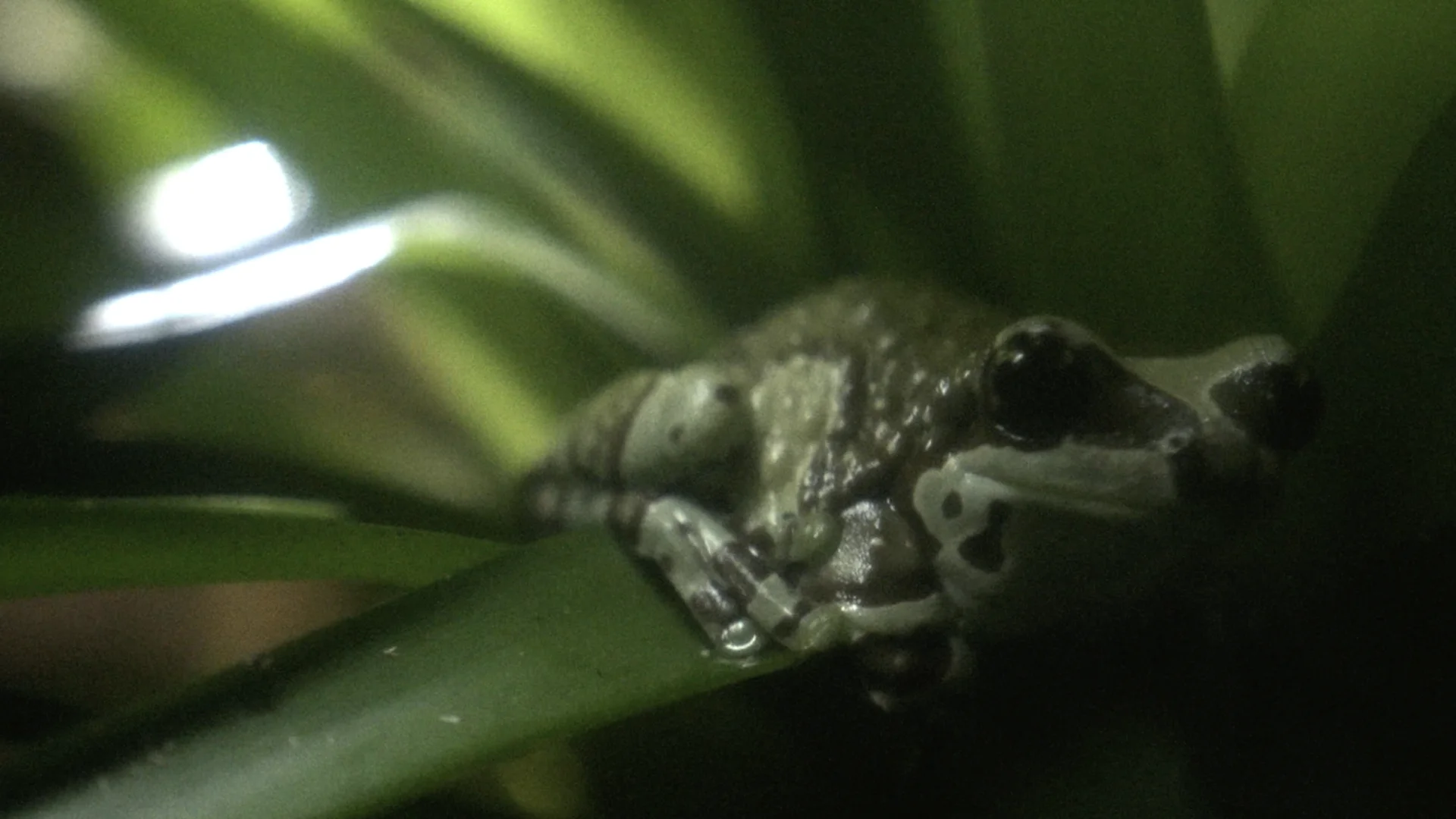 Frog resting among leaves in Noise