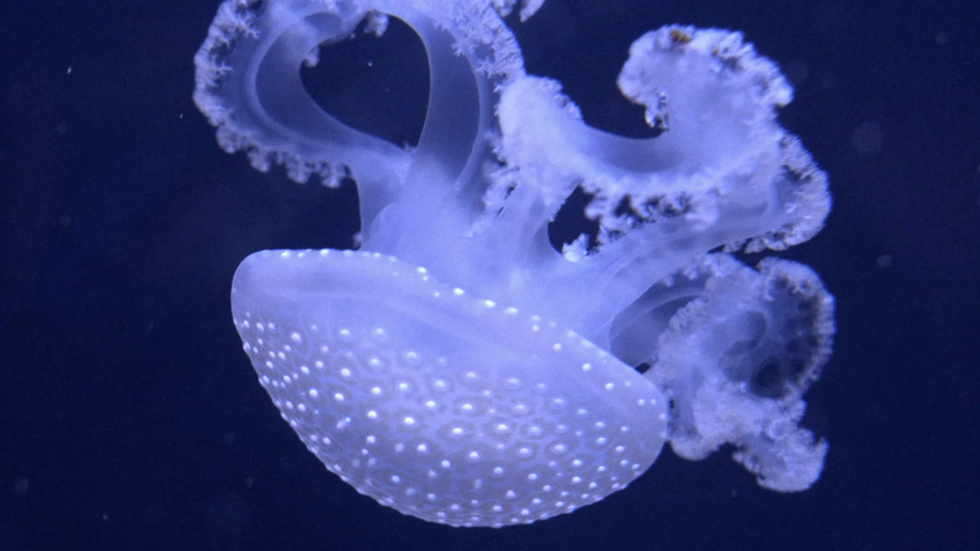 Jellyfish drifting through the frame in Noise