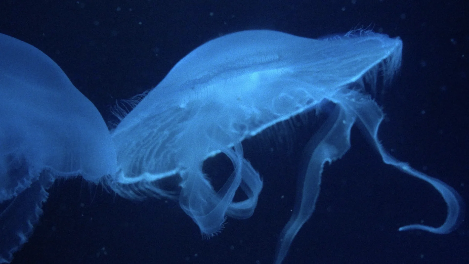 Jellyfish filmed for Noise inside a London aquarium